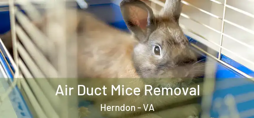 Air Duct Mice Removal Herndon - VA